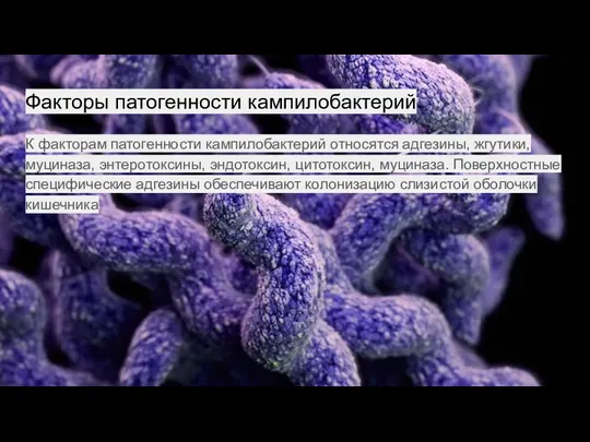 Факторы патогенности кампилобактерий К факторам патогенности кампилобактерий относятся адгезины, жгутики, муциназа, энтеротоксины,