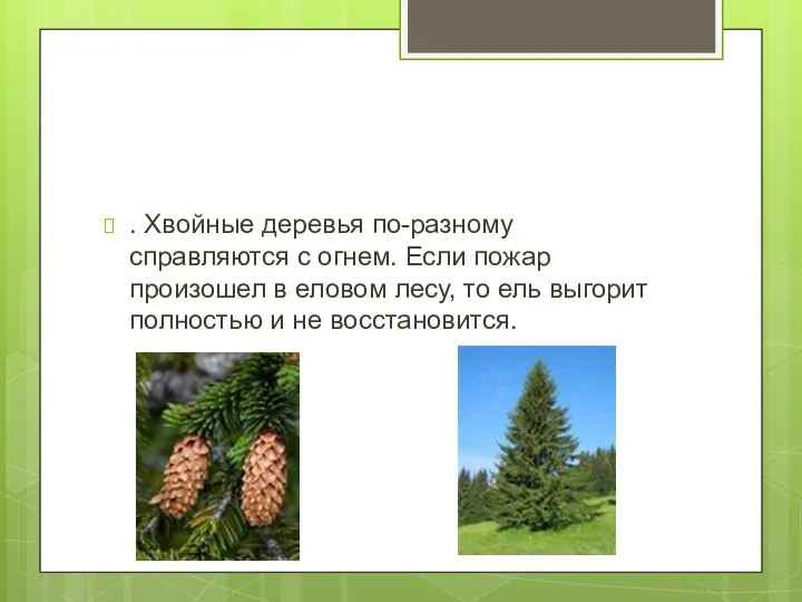 . Хвойные деревья по-разному справляются с огнем. Если пожар произошел в еловом