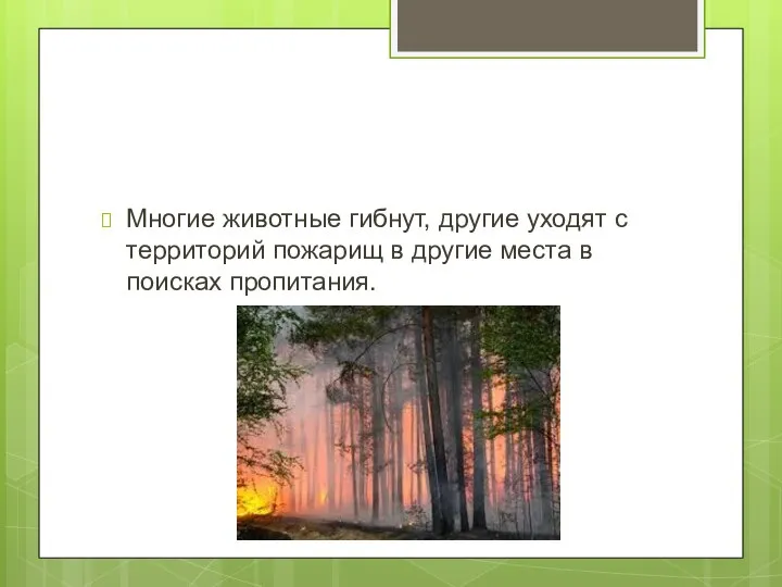 Многие животные гибнут, другие уходят с территорий пожарищ в другие места в поисках пропитания.