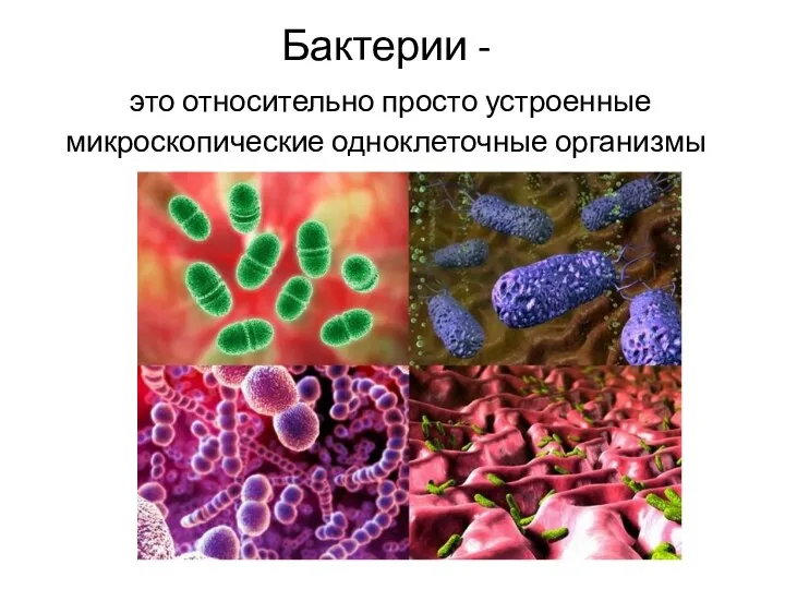 Бактерии - это относительно просто устроенные микроскопические одноклеточные организмы