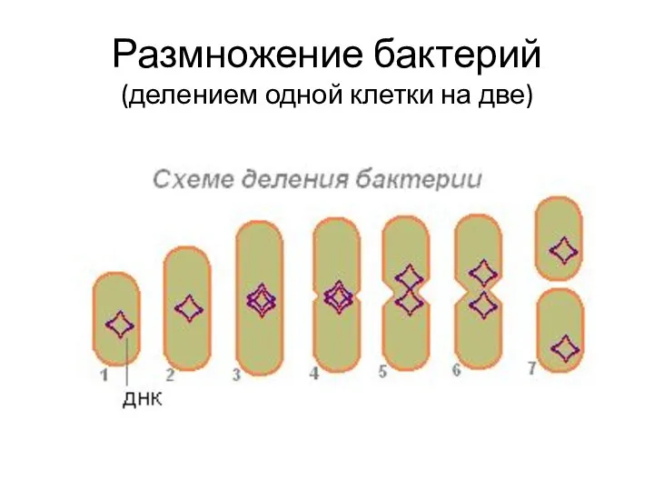 Размножение бактерий (делением одной клетки на две)
