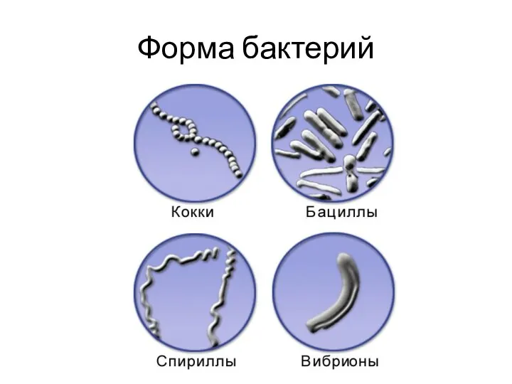 Форма бактерий