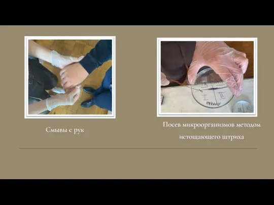 Посев микроорганизмов методом истощающего штриха Смывы с рук