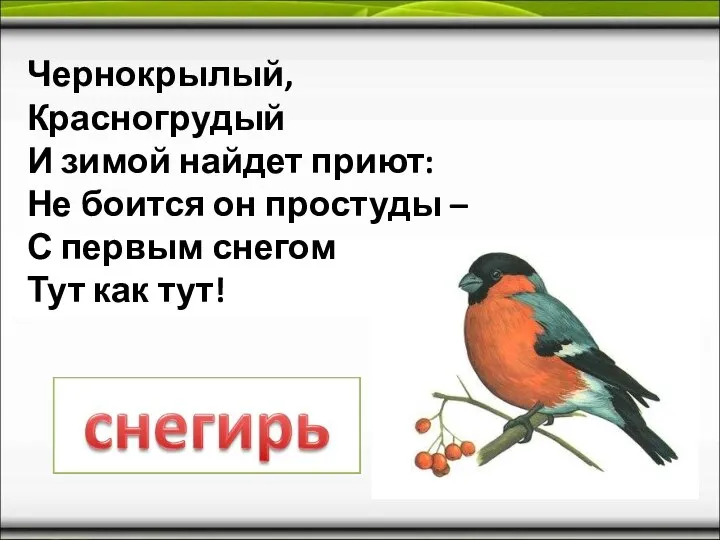 Чернокрылый, Красногрудый И зимой найдет приют: Не боится он простуды – С