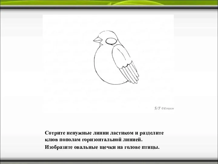 Сотрите ненужные линии ластиком и разделите клюв пополам горизонтальной линией. Изобразите овальные щечки на голове птицы.