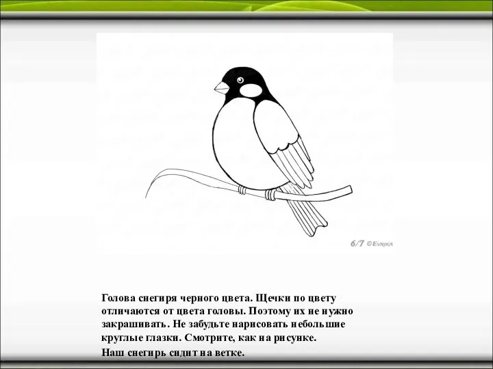 Голова снегиря черного цвета. Щечки по цвету отличаются от цвета головы. Поэтому