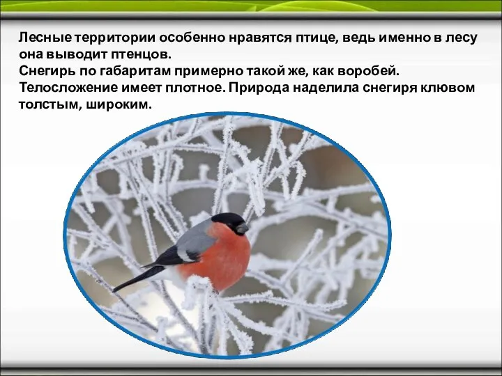 Лесные территории особенно нравятся птице, ведь именно в лесу она выводит птенцов.