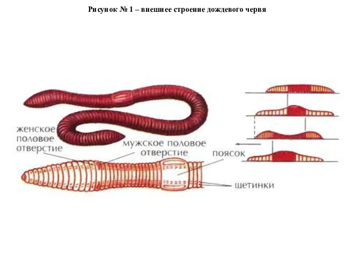 Рисунок № 1 – внешнее строение дождевого червя