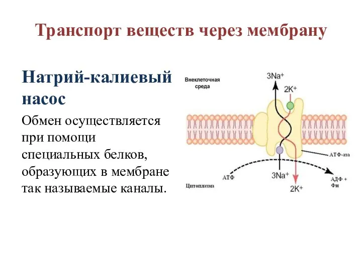 Натрий-калиевый насос Обмен осуществляется при помощи специальных белков, образующих в мембране так