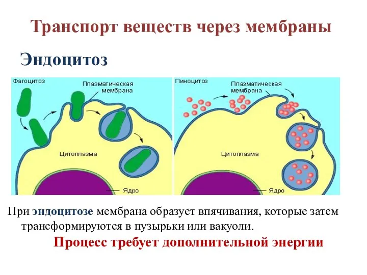 Транспорт веществ через мембраны Эндоцитоз При эндоцитозе мембрана образует впячивания, которые затем