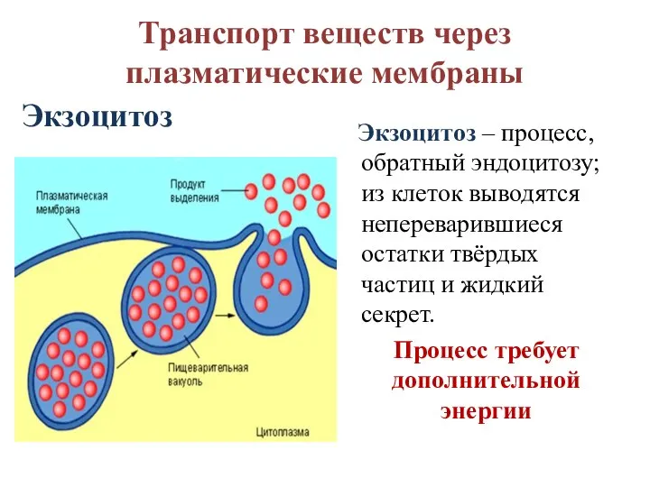 Транспорт веществ через плазматические мембраны Экзоцитоз Экзоцитоз – процесс, обратный эндоцитозу; из