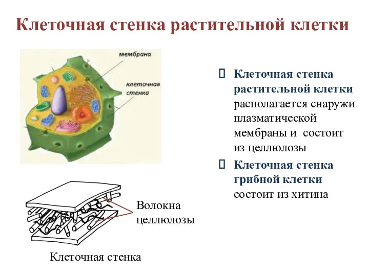 Клеточная стенка растительной клетки Клеточная стенка растительной клетки располагается снаружи плазматической мембраны