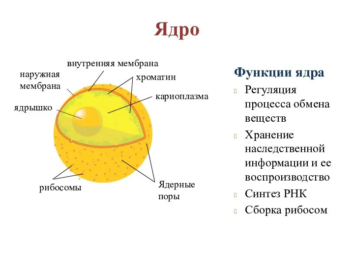 Ядро Функции ядра Регуляция процесса обмена веществ Хранение наследственной информации и ее