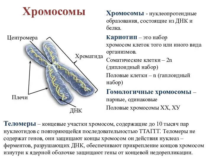 Хромосомы Хромосомы - нуклеопротеидные образования, состоящие из ДНК и белка. Кариотип –