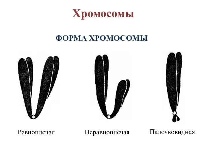 Хромосомы ФОРМА ХРОМОСОМЫ Равноплечая Неравноплечая Палочковидная