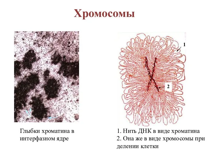 Хромосомы Глыбки хроматина в интерфазном ядре 1. Нить ДНК в виде хроматина