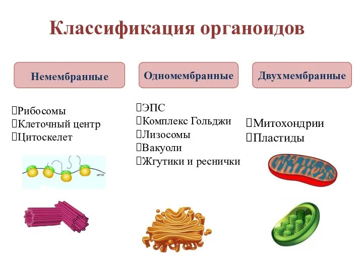 Классификация органоидов Немембранные Одномембранные Двухмембранные Рибосомы Клеточный центр Цитоскелет Митохондрии Пластиды ЭПС