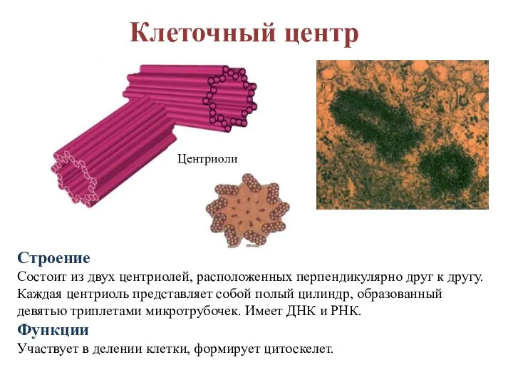 Клеточный центр Строение Состоит из двух центриолей, расположенных перпендикулярно друг к другу.