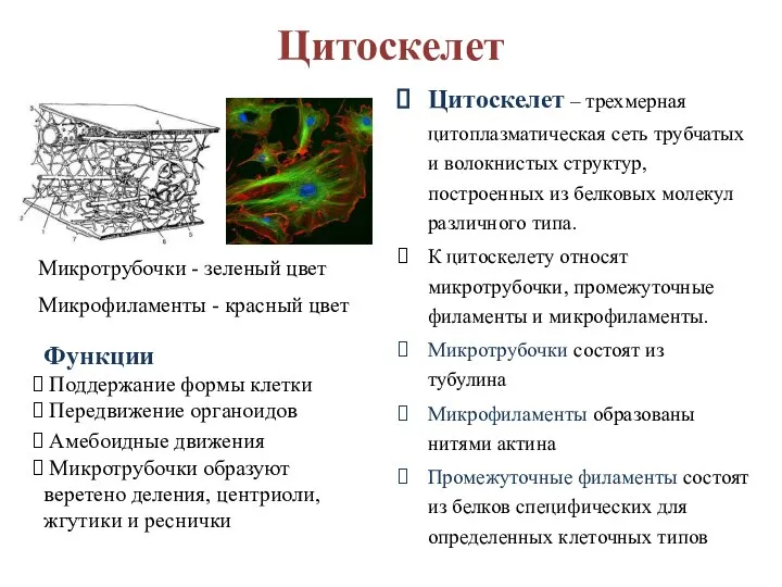 Цитоскелет Цитоскелет – трехмерная цитоплазматическая сеть трубчатых и волокнистых структур, построенных из