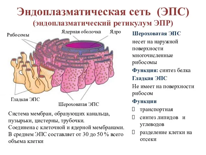 Шероховатая ЭПС несет на наружной поверхности многочисленные рибосомы Функция: синтез белка Гладкая