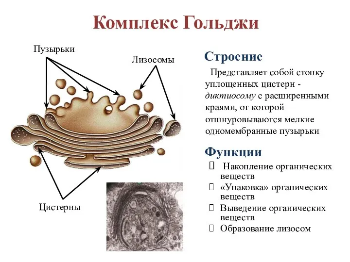 Комплекс Гольджи Строение Представляет собой стопку уплощенных цистерн - диктиосому с расширенными