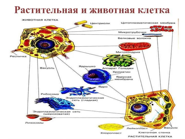 Растительная и животная клетка