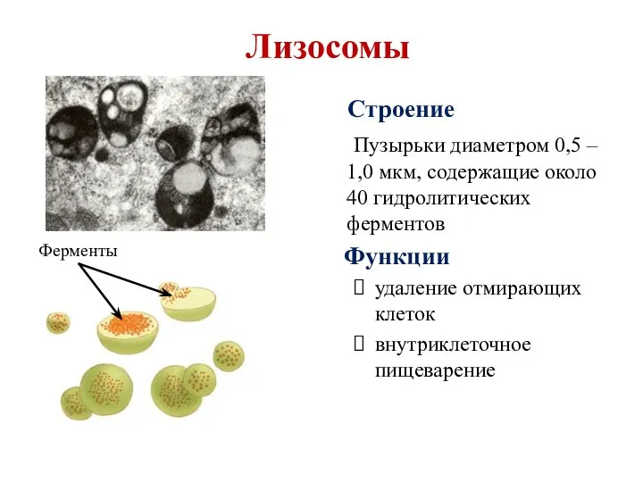 Лизосомы Строение Пузырьки диаметром 0,5 – 1,0 мкм, содержащие около 40 гидролитических