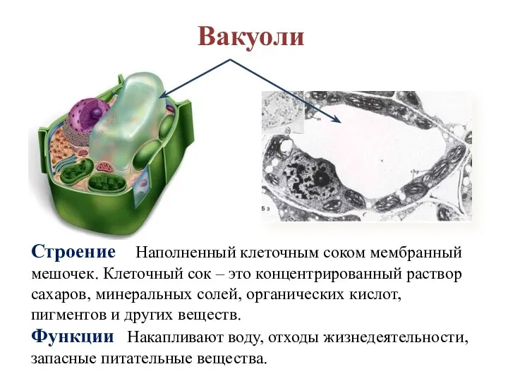 Вакуоли Строение Наполненный клеточным соком мембранный мешочек. Клеточный сок – это концентрированный