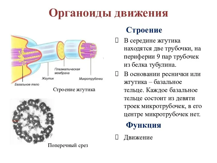 Органоиды движения Строение В середине жгутика находятся две трубочки, на периферии 9