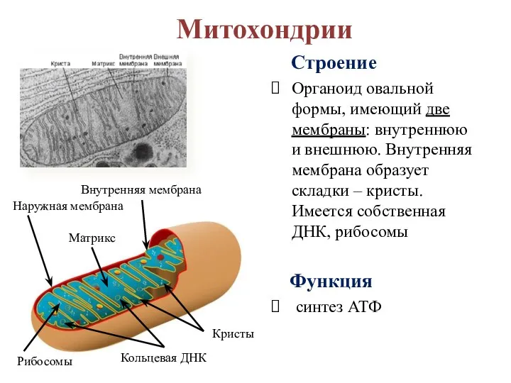 Кристы Митохондрии Строение Органоид овальной формы, имеющий две мембраны: внутреннюю и внешнюю.