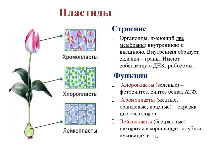 Пластиды Строение Органоиды, имеющий две мембраны: внутреннюю и внешнюю. Внутренняя образует складки