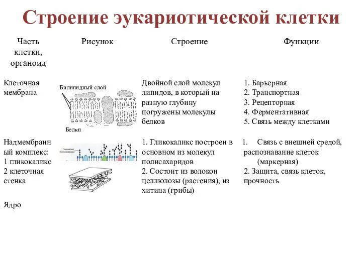 Билипидный слой Строение эукариотической клетки Белки