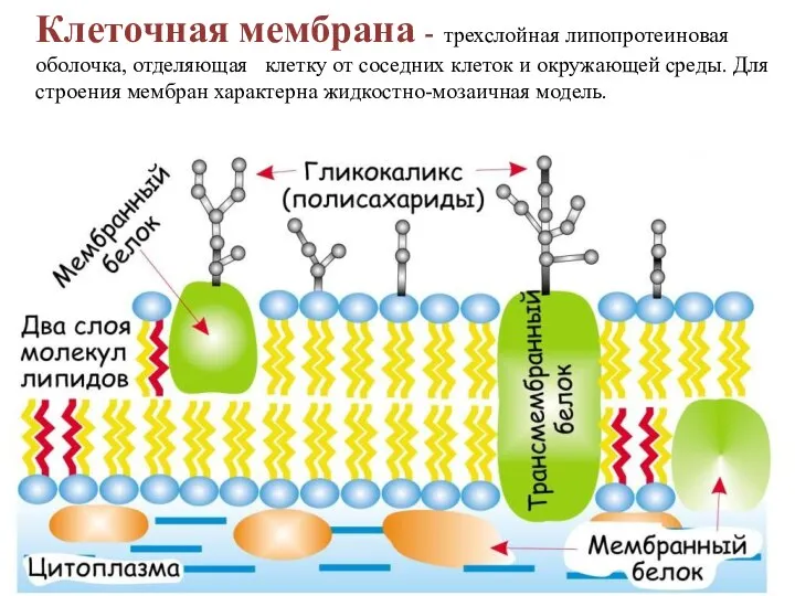 Клеточная мембрана - трехслойная липопротеиновая оболочка, отделяющая клетку от соседних клеток и