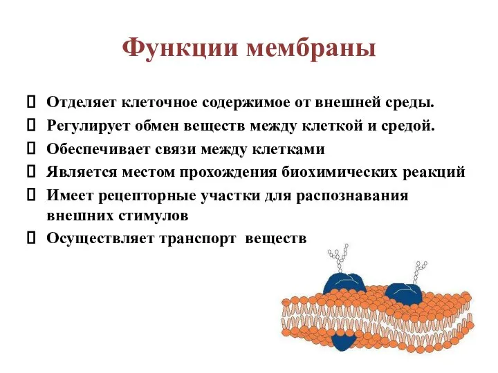 Функции мембраны Отделяет клеточное содержимое от внешней среды. Регулирует обмен веществ между