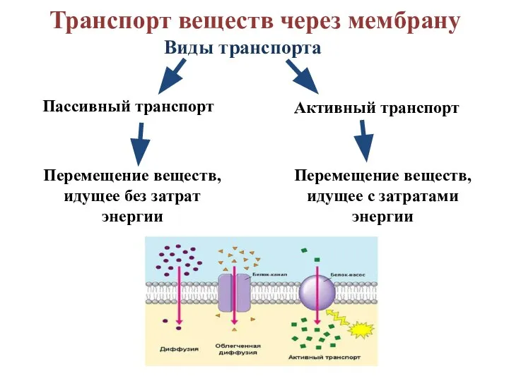 Виды транспорта Пассивный транспорт Активный транспорт Перемещение веществ, идущее без затрат энергии