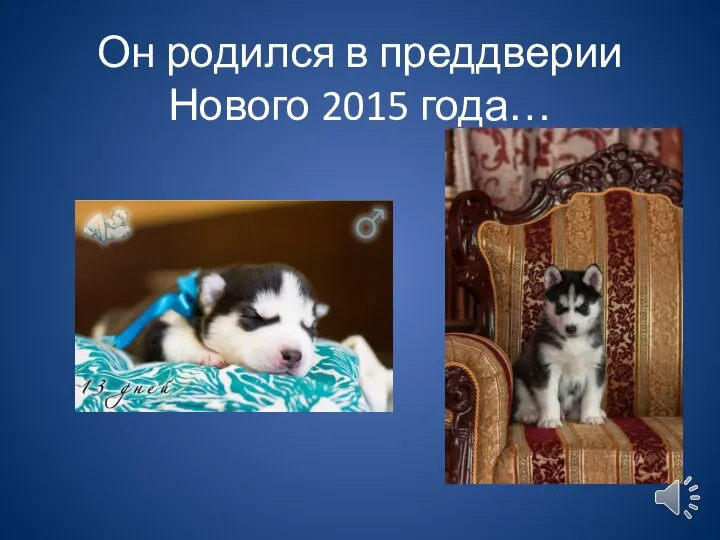 Он родился в преддверии Нового 2015 года…