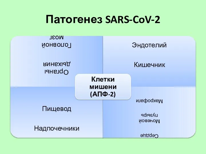 Патогенез SARS-CoV-2