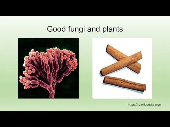 Good fungi and plants https://ru.wikipedia.org/