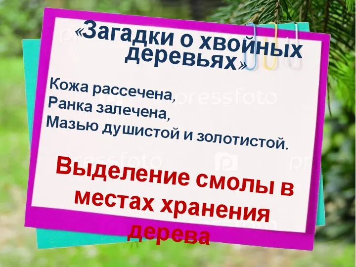 «Загадки о хвойных деревьях» Кожа рассечена, Ранка залечена, Мазью душистой и золотистой.