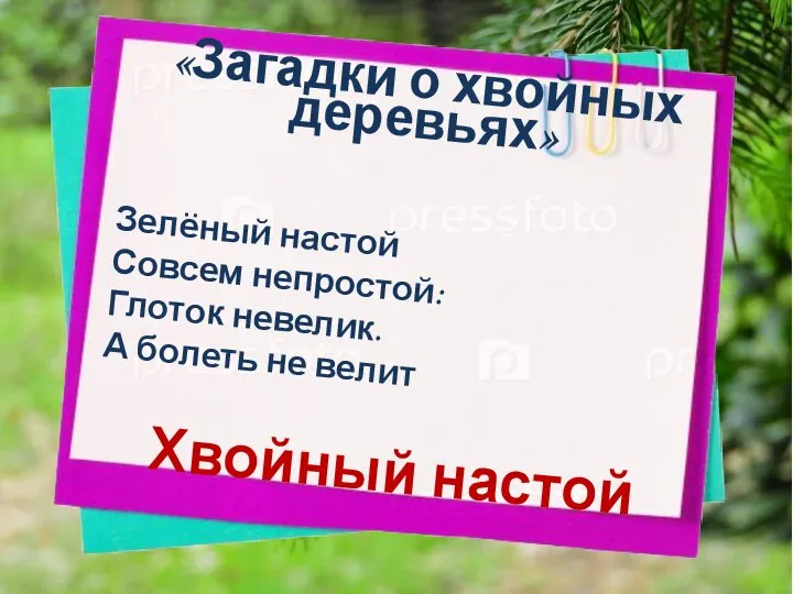 «Загадки о хвойных деревьях» Зелёный настой Совсем непростой: Глоток невелик. А болеть не велит Хвойный настой