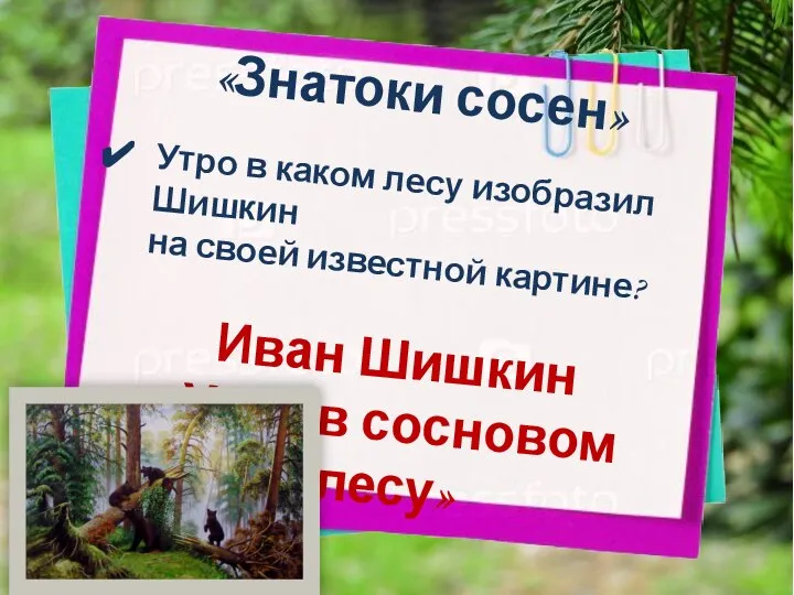 «Знатоки сосен» Утро в каком лесу изобразил Шишкин на своей известной картине?