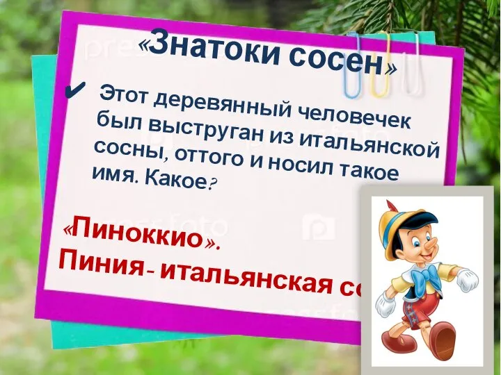 «Знатоки сосен» Этот деревянный человечек был выструган из итальянской сосны, оттого и