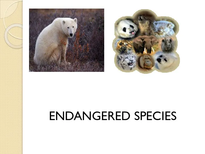 ENDANGERED SPECIES