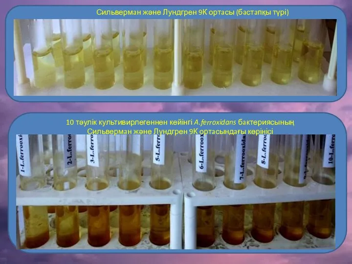 Сильвермaн және Лундгрен 9К ортaсы (бaстaпқы түрі) 10 тәулік культивирлегеннен кейінгі A.ferroxidans