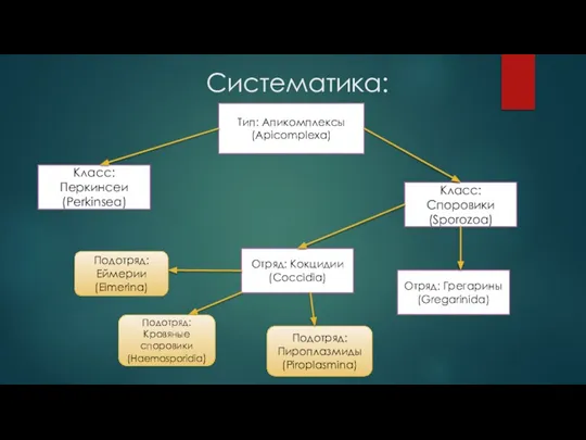 Систематика: Класс: Перкинсеи (Perkinsea) Класс: Споровики (Sporozoa) Тип: Апикомплексы (Apicomplexa) Отряд: Кокцидии