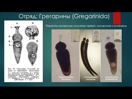 Отряд: Грегарины (Gregarinida) Паразиты насекомых, кольчатых червей, моллюсков и иглокожих.