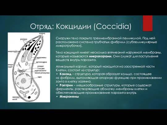 Отряд: Кокцидии (Coccidia) Апикальный корпус, который находится на заостренной части Клетки, состоит