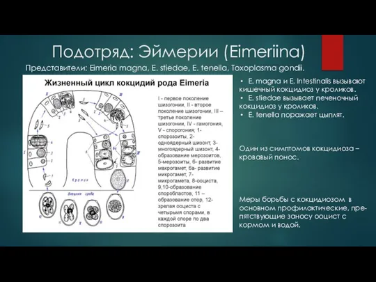 Подотряд: Эймерии (Eimeriina) Представители: Eimeria magna, E. stiedae, E. tenella, Toxoplasma gondii.