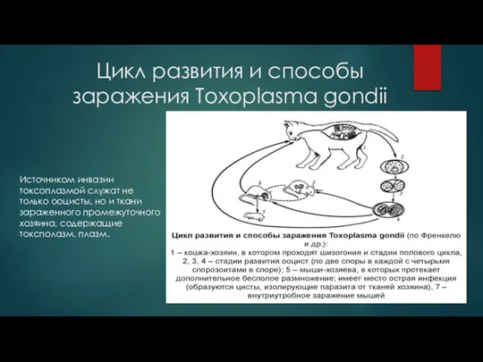 Цикл развития и способы заражения Toxoplasma gondii Источником инвазии токсоплазмой служат не