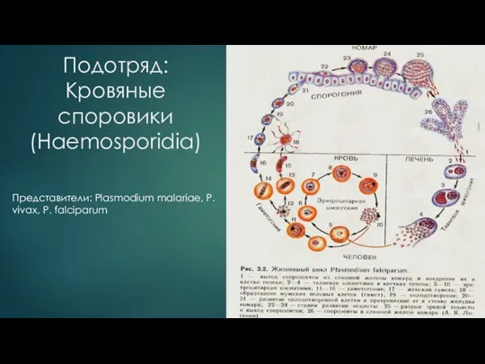 Подотряд: Кровяные споровики (Haemosporidia) Представители: Plasmodium malariae, P. vivax, P. falciparum